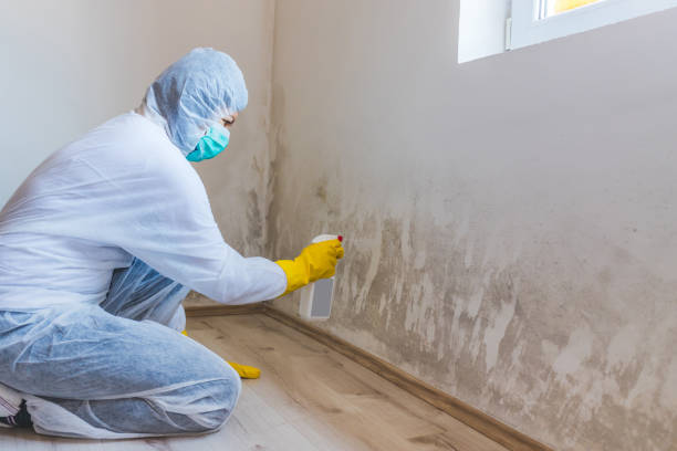 Licensed Mold Cleanup service in Clermont, FL - WQB Mold Removal